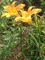�w�����J���X(Hemerocallis)