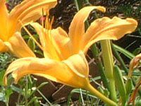 �w�����J���X(Hemerocallis)