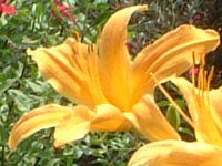 �w�����J���X(Hemerocallis)
