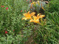 �w�����J���X(Hemerocallis)