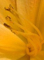 �w�����J���X(Hemerocallis)