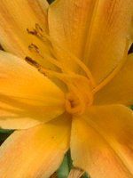 �w�����J���X(Hemerocallis)