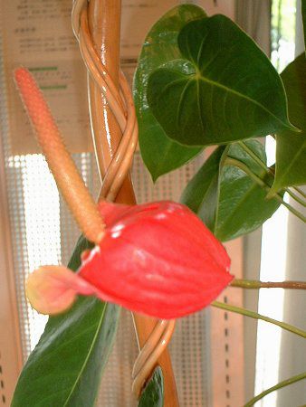 �A���X���E��(Anthurium)