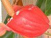 �A���X���E��(Anthurium)