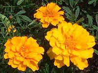 �}���[�S�[���h(Marigold)