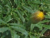 �}���[�S�[���h(Marigold)
