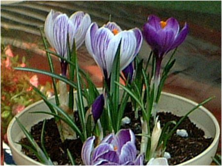 �N���b�J�X(Crocus)