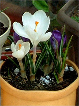 �N���b�J�X(Crocus)