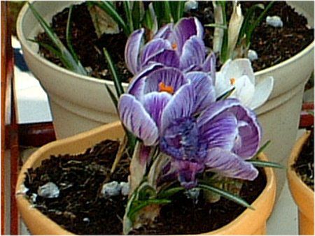 �N���b�J�X(Crocus)