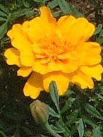 �}���[�S�[���h(Marigold)