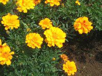 �}���[�S�[���h(Marigold)