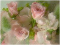 �s���N�̃u�[�P