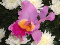 �J�g���A(Cattleya)