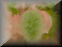 �s���N�̃u�[�P