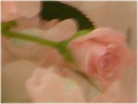 �s���N�̃u�[�P