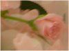 �s���N�̃u�[�P