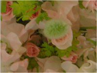 �s���N�̃u�[�P