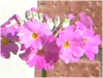 �v�������E�}���R�C�f�X7