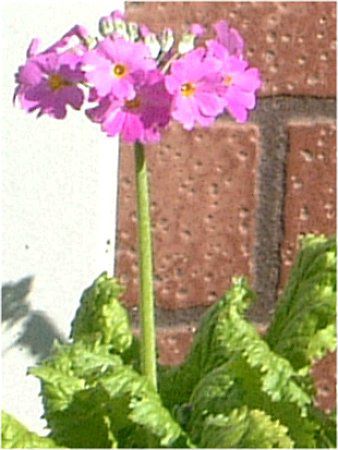 �v�������E�I�u�R�j�J�iP. obconica�j