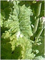�v�������E�}���R�C�f�X8