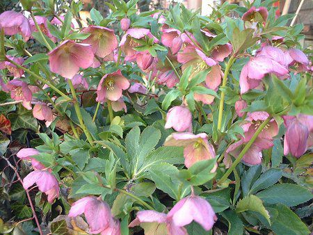�����e�����[�Y(Lenten rose)