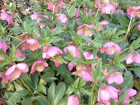 �����e�����[�Y(Lenten rose)