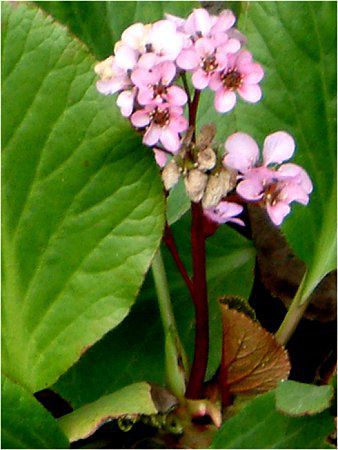 �x���Q�j�A(Bergenia)