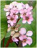 �x���Q�j�A(Bergenia)