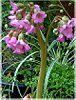 �x���Q�j�A(Bergenia)