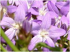 �J���p�j�����E�|�V�����X�L���i�iCampanula posharskyana�j