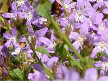 �J���p�j�����E�|�V�����X�L���i(Campanula posharskyana)