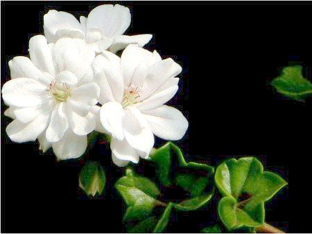 �A�C�r�[�[���j�E��(Ivy geranium)