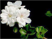 �A�C�r�[�[���j�E���iIvy geranium�j