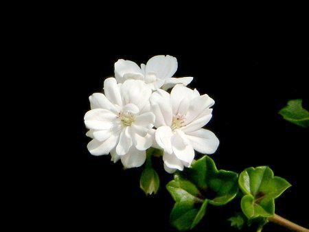 �A�C�r�B�E�[���j�E��(Ivy geranium)