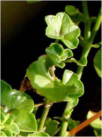 �A�C�r�B�E�[���j�E��(Ivy geranium)