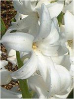�q���V���X(Hyacinth)