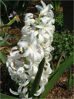 �q���V���X(Hyacinth)