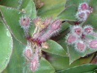 �{���W(Borage)