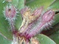 �{���W(Borage)