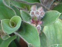�{���W(Borage)