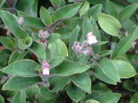 �{���W(Borage)