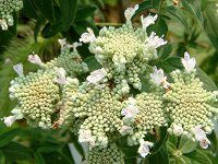 �}�E���e���~���g(mountain mint)