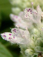 �}�E���e���~���g(mountain mint) 