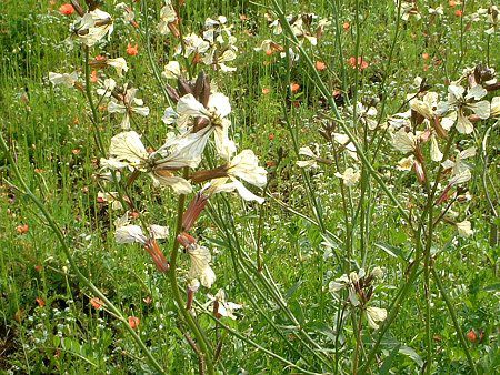 �L�o�i�X�Y�V��(�����f��)