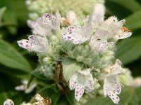 �}�E���e���~���g(mountain mint)