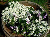 �X�C�[�g�A���b�T��(Sweet Alyssum)