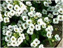 �X�C�[�g�A���b�T��(sweet alyssum)