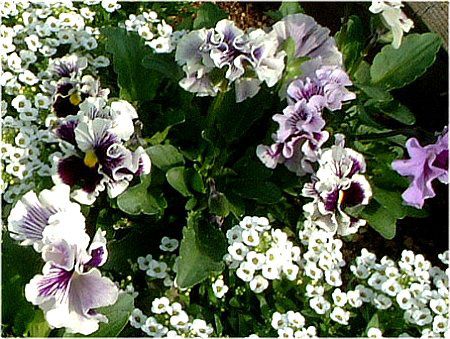 �p���W�[(Pansy)