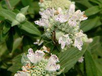 �}�E���e���~���g(mountain mint)
