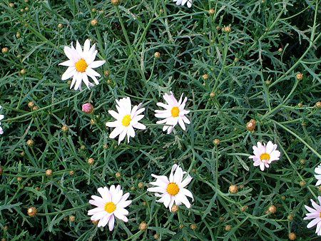 �}�[�K���b�g�E�R���b�g�s���N�iMarguerite 'Comet-pink'�j